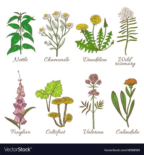 Medicinal Plants Images