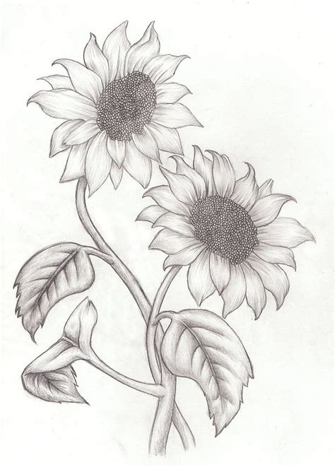 Easy Sunflower Drawings In Pencil | Best Flower Site