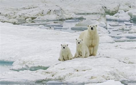 Polar bears are facing climate-driven starvation