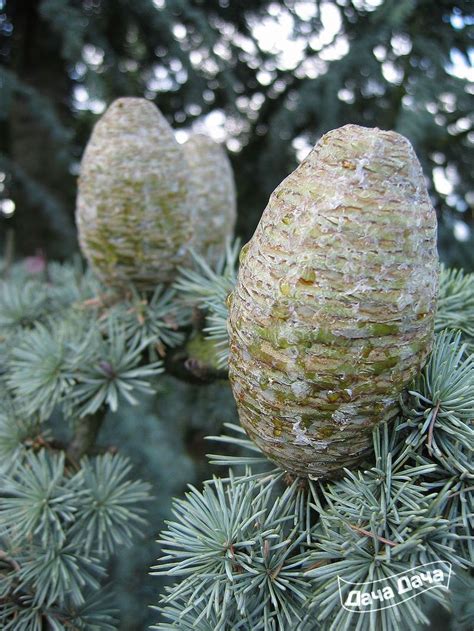 Купить Кедр атласский - описание сорта, фото, саженцы, посадка ...