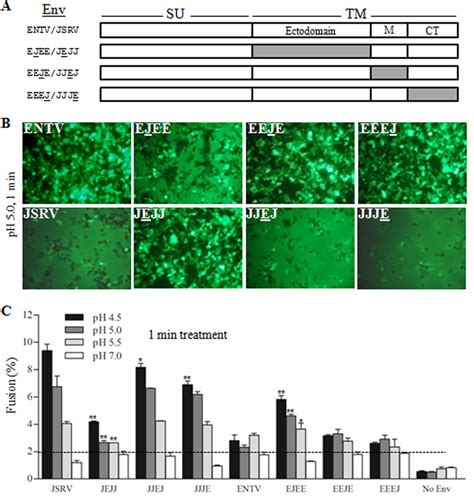 The Ectodomain Of JSRV And ENTV TM Is Responsible For Their