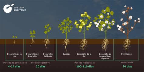 Cultivo De Algod N C Mo Sembrar Cuidar Y Cosechar