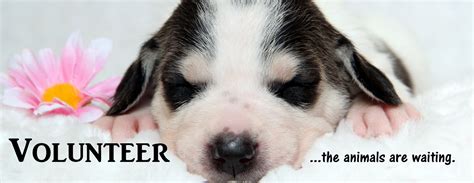 Volunteer or Foster - The Humane Society of Warren County