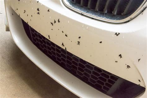 The Best Way To Remove Bugs From Car Paint Jerry Advice