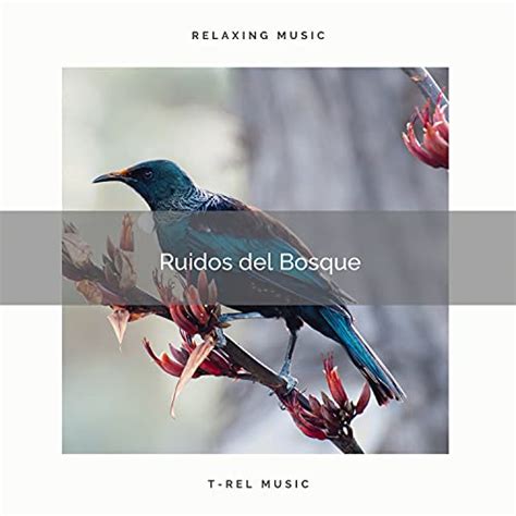 Amazon Ruidos Del Bosque Sonidos De Pajaros Pajaros Del Bosque