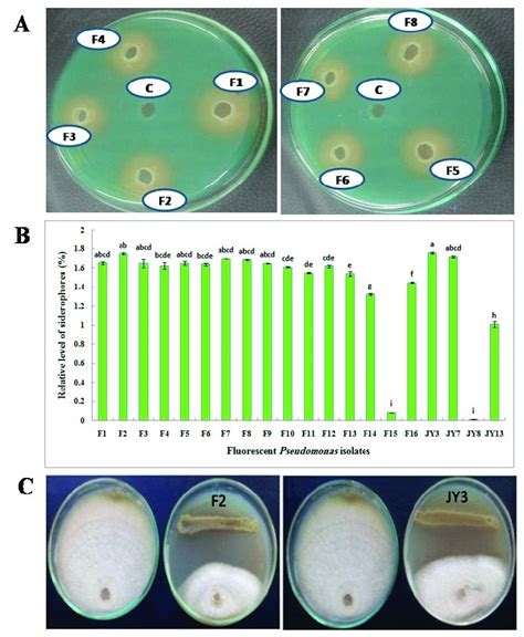 A Qualitative Assay Of Siderophore Production On Chrome Azurol S