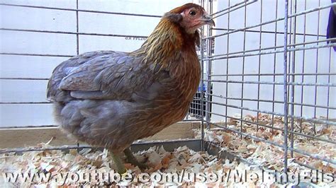 Coq et poule Araucana saumon bleu doré Rumpless Araucana Évreux