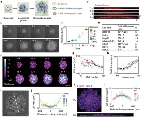 Emergent 3d Morphogenesis In A Growing Monoclonal Cell Sheet At Download Scientific Diagram