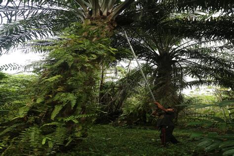 Nusantara Sawit Bidik Dana Ipo Hingga Rp M Ini Rinciannya