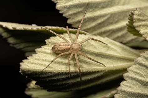 Crab Spider - A-Z Animals