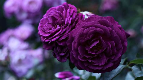 Purple Rose Wallpapers Top Free Purple Rose Backgrounds Wallpaperaccess