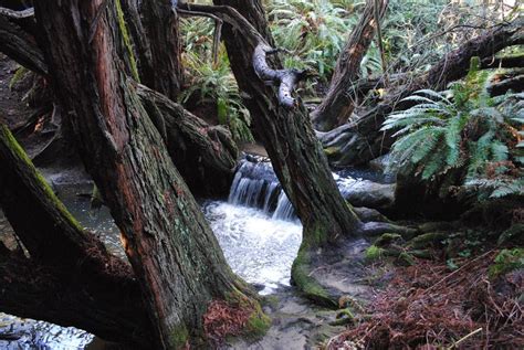 The Salal Trail On The Sea Ranch Its Hard To Find But So Very Worth