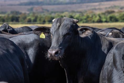 Cna Levanta Custos De Produ O Da Pecu Ria De Corte Em Rs Revista