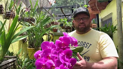 Topo 34 Imagem Quantas Vezes A Orquídea Floresce No Ano Br