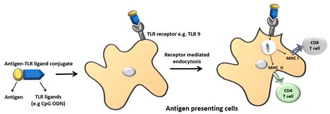 Antigen Presentation