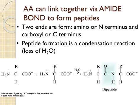 Ppt Chapter 3 Amino Acids Peptides Proteins Powerpoint