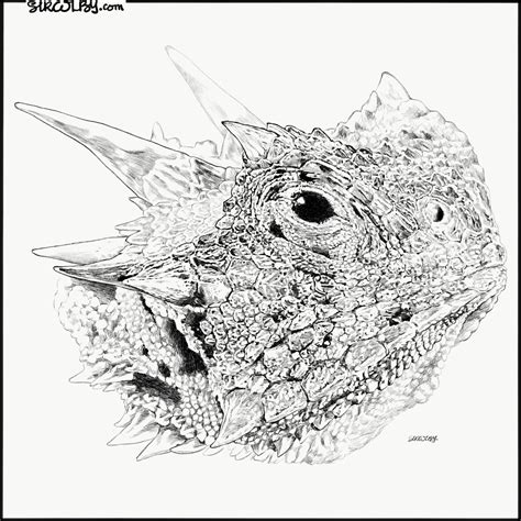 Horned Toad Drawing at GetDrawings | Free download