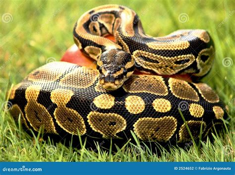 Serpent python stock photo. Image of plates, meadow, serpent - 2524652