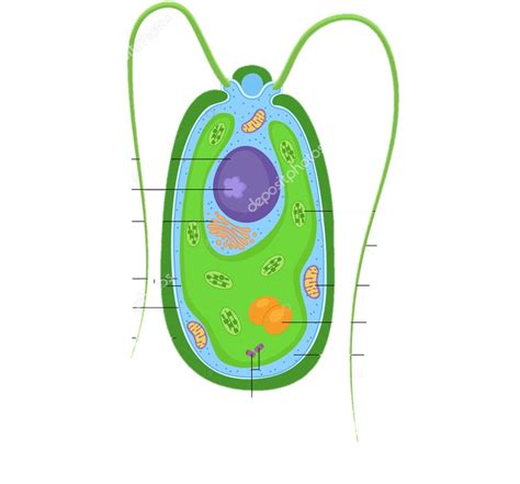 Basic Algal Cell Exercise: Parts and Functions Diagram | Quizlet