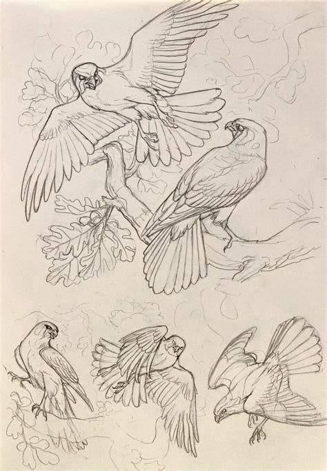 Birds in Flight Sketch