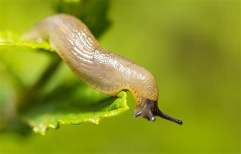 Limaces au jardin Les méthodes naturelles redoutables pour vous en