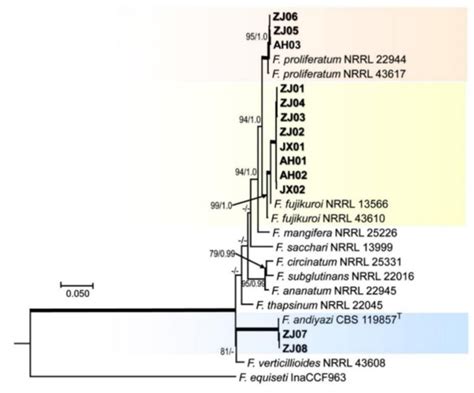 Pathogens Special Issue Soil Borne Plant Pathogenic Fungi