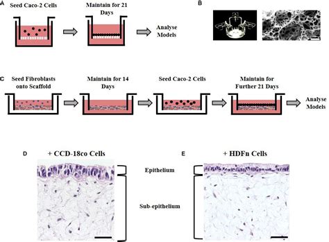 Frontiers Bioengineering Novel In Vitro Co Culture Models That Represent The Human Intestinal