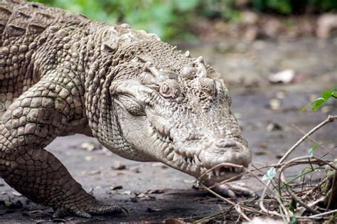 Buaya Putih Buaya Albino Siam Foto Stok - Unduh Gambar Sekarang - Abu ...