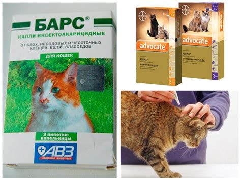 Как вывести блох у кошки или кота в домашних условиях