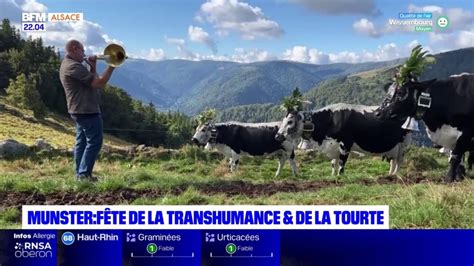 Haut Rhin la fête de la transhumance et de la tourte à Munster