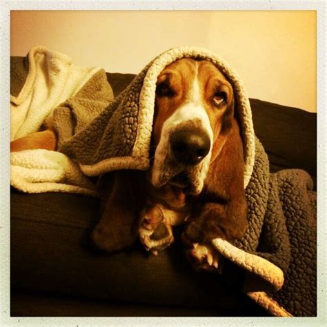 Just Love Basset Hound Dog Basset Hound Hound Dog