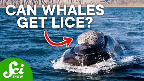 When A Barnacle Attached Their Body In The Whale What Kind Of