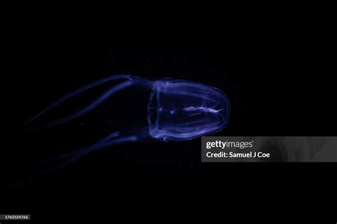 Irukandji Jellyfish High-Res Stock Photo - Getty Images