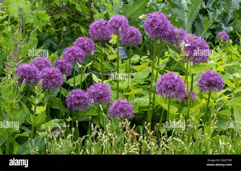 Allium Giganteum Flower Heads Also Called A Giant Onion Allium They