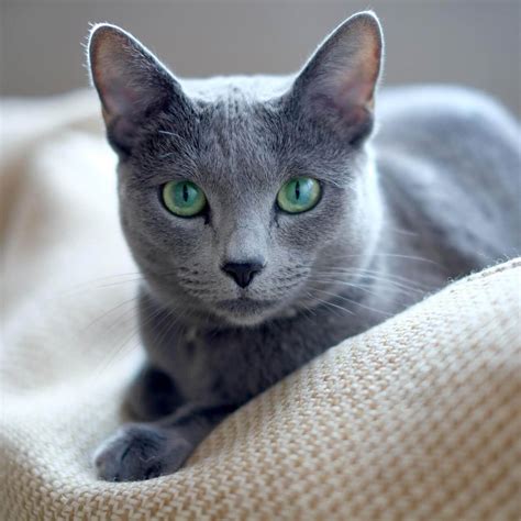 Gato Azul Ruso ¿no Es Hermoso Gorgeous Cats Russian Blue Russian