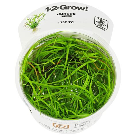 Juncus repens | Aquasabi - Aquascaping Shop