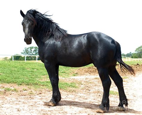 Chief Percheron Stallion Photograph By Cheryl Poland