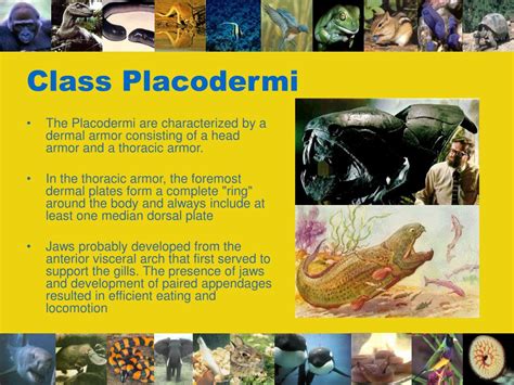 Ppt Phylum Chordata Powerpoint Presentation Free Download Id 110014