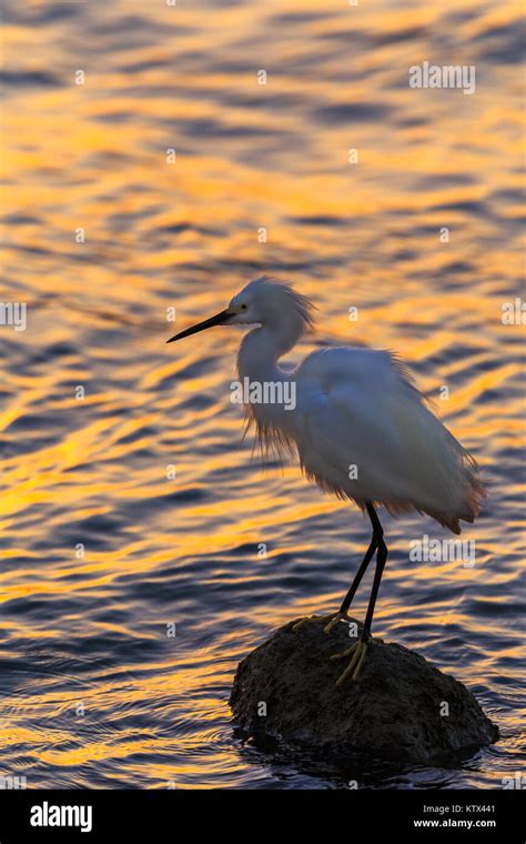 Snowy Egret In The Florida Sunshine Egretta Thula Stock Photo Alamy