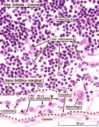 Histologia Ganglio Linfatico The Best Porn Website