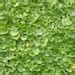 Dichondra Repens Aka Lawn Leaf Flower Evergreen Ground Cover Seeds