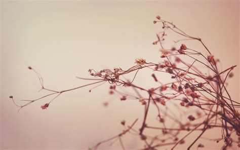 Fondos De Pantalla Plantas De Cerca Rama Flor De Cerezo Rosado