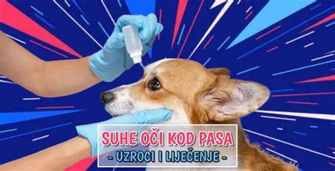 Suhe OČi Kod Pasa Pet Portal