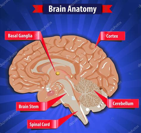 Fonctionnement Du Cerveau Anatomie Du Cerveau Humain Avec Les Noyaux