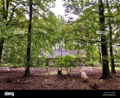 Pig eating acorns in a pigsty under oak trees, St Fagans museum of Welsh life, South Wales ...