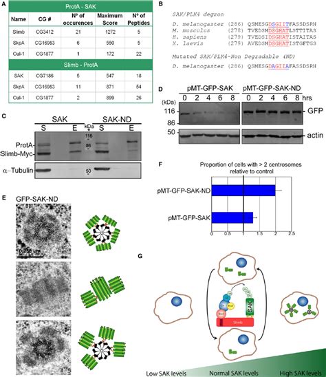 The Scf Slimb Ubiquitin Ligase Interacts With Sak Plk To Mediate Its