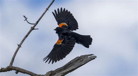 Photographing Small Birds-in-Flight Made Easy - Small Sensor ...