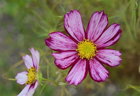 Cosmos Bipinnatus Kosmee Fiederbl Ttriges Schmuckk Rbchen