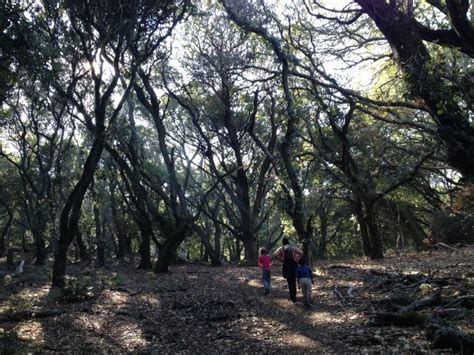 Rainy Day Hiking Spots | Bay Area Families Outside