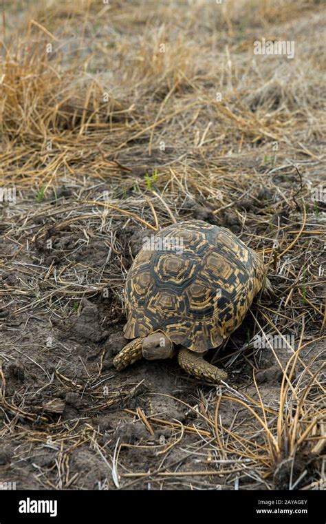 A Leopard Tortoise Stigmochelys Pardalis Is Crawling Through The